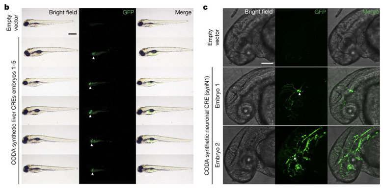 この世に“存在しない”DNA配列をAIが創造。生成した人工DNA配列をマウスや魚に組み込む（生成AIクローズアップ）　