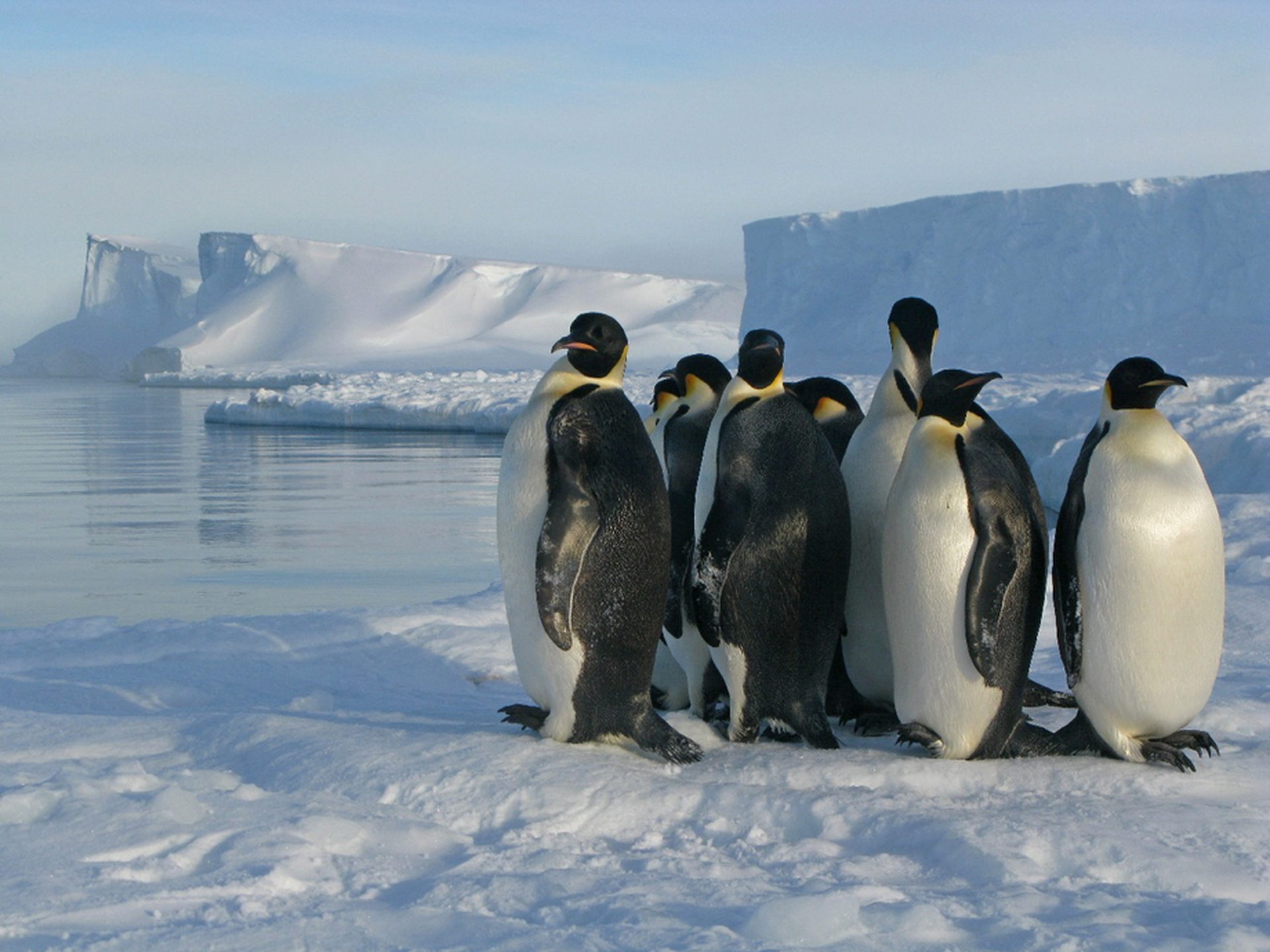 英国の研究者 宇宙から皇帝ペンギンの知られざる生息地を発見 テクノエッジ Technoedge